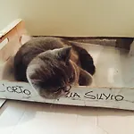 Silvio 4*