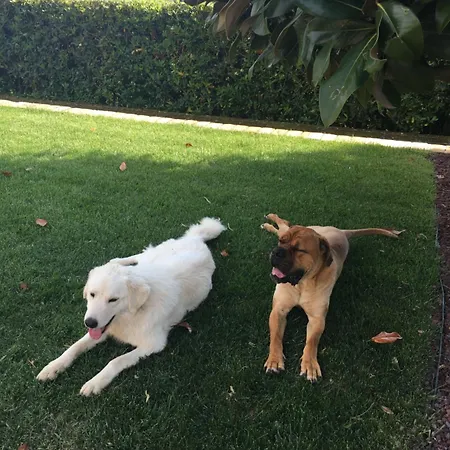 Silvio ベッド・アンド・ブレックファスト