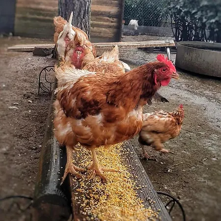 Silvio Civitanova Alta